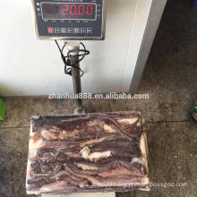 Frozen Giant Squid Tentacle , peru squid leg, ready for shipping squid